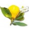 Huiles essentielles Camylle pour spa - Cajeput - Citron