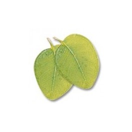 Huiles essentielles Camylle pour spa - Eucalyptus Huiles essentielles Camylle pour spa - Eucalyptus