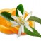 Sauna geuren Camylle - Fleur d'oranger