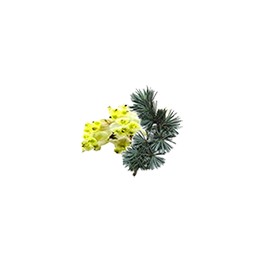 Huiles essentielles Camylle pour hammam - Cèdre Litsea Huiles essentielles Camylle pour hammam - Cèdre Litsea