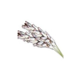 Huiles essentielles Camylle NUAGE - Lavandin Huiles essentielles Camylle NUAGE - Lavandin