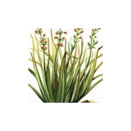 Huiles essentielles Camylle NUAGE - Citronnelle Huiles essentielles Camylle NUAGE - Citronnelle