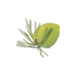 Huiles essentielles Camylle pour bain, balnéo - Eucalyptus / Pin Huiles essentielles Camylle pour bain, balnéo - Eucalyptus / Pin
